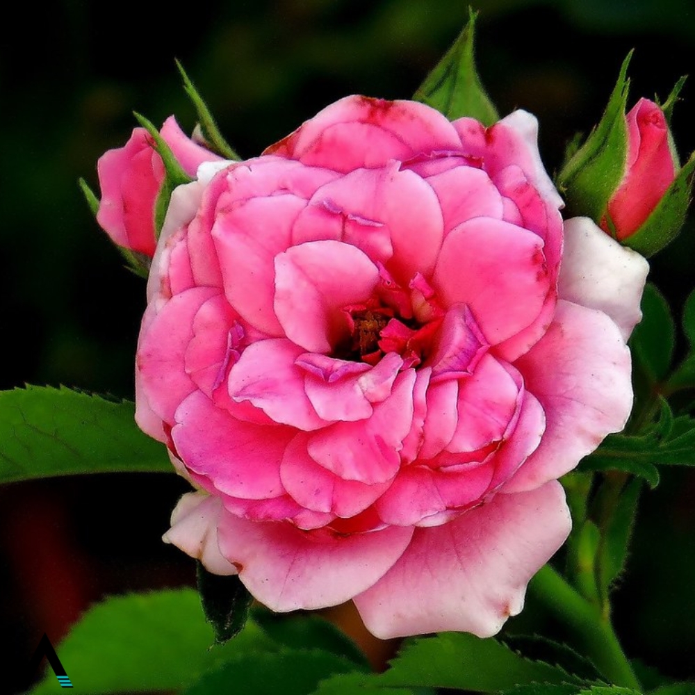 rosa